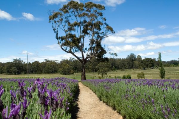 Lavender farm near Daylesford